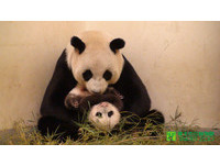 9月26日圓仔邀大家保育上手，甜在口中。（圖／台北市立動物園）