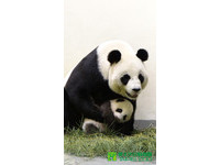 9月28日教師節，體重5196公克、84天大「圓仔」祝全天下的各位老師，教師節快樂！。（圖／台北市立動物園）