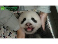 60多天大的「圓仔」像「趴趴熊」。（圖／台北市立動物園）