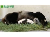 60多天大的「圓仔」像「趴趴熊」。（圖／台北市立動物園）