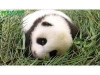 60多天大的「圓仔」像「趴趴熊」。（圖／台北市立動物園）