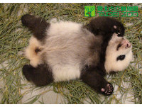 69日齡的「圓仔」。（圖／台北市立動物園）