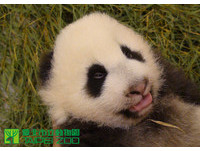 72天大「圓仔」，介紹牠的便便。（圖／台北市立動物園）