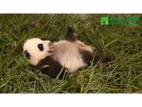 74日齡的「圓仔」，體重4702公克，媽媽都快要抱不住牠了。（圖／台北市立動物園）