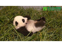 74日齡的「圓仔」，體重4702公克，媽媽都快要抱不住牠了。（圖／台北市立動物園）