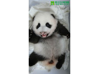 74日齡的「圓仔」，體重4702公克，媽媽都快要抱不住牠了。（圖／台北市立動物園）