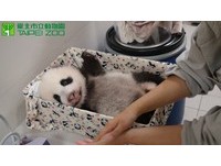 75天大的「圓仔」聽到了，會將頭轉向音源方向，體重4773公克。（圖／台北市立動物園）