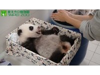 75天大的「圓仔」聽到了，會將頭轉向音源方向，體重4773公克。（圖／台北市立動物園）