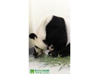 76天大圓仔體重躲在媽媽懷裡。（圖／台北市立動物園）