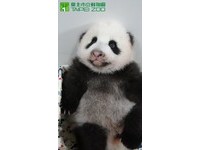 77天大圓仔體重4934公克，祝大家天天平安健康。（圖／台北市立動物園）
