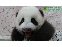 78天大圓仔祝大家颱風天平安。（圖／台北市立動物園）