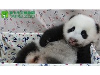 78天大圓仔祝大家颱風天平安。（圖／台北市立動物園）