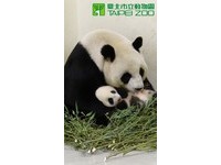 78天大圓仔祝大家颱風天平安。（圖／台北市立動物園）