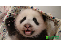 80天大的「圓仔」，成長得很快，體重已經5000公克。（圖／台北市立動物園）