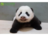 80多天大的「圓仔」。（圖／台北市立動物園）