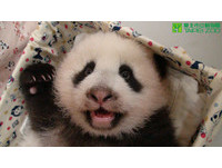 80多天大的「圓仔」。（圖／台北市立動物園）