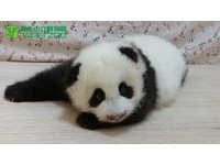 80多天大的「圓仔」。（圖／台北市立動物園）