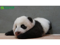 80多天大的「圓仔」。（圖／台北市立動物園）