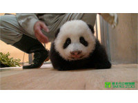 81天大媽寶「圓仔」與自立自強的「吻仔」。（圖／台北市立動物園）