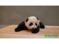 81天大媽寶「圓仔」與自立自強的「吻仔」。（圖／台北市立動物園）