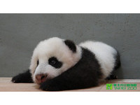 81天大媽寶「圓仔」與自立自強的「吻仔」。（圖／台北市立動物園）