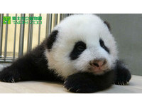 第85天大的圓仔體重5326克，爸爸吃竹葉，媽媽吃竹子。（圖／台北市立動物園）