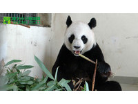 第85天大的圓仔體重5326克，爸爸吃竹葉，媽媽吃竹子。（圖／台北市立動物園）