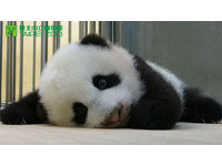 第85天大的圓仔體重5326克，爸爸吃竹葉，媽媽吃竹子。（圖／台北市立動物園）