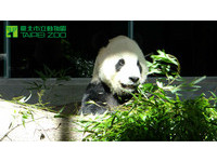 第85天大的圓仔體重5326克，爸爸吃竹葉，媽媽吃竹子。（圖／台北市立動物園）