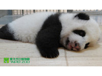 93天大「圓仔」努力舞動四肢擺動身體。（圖／台北市立動物園）