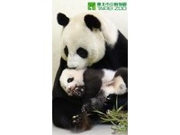 「圓仔」97天大介紹台灣黑熊。（圖／台北市立動物園）