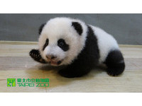 圓仔99日齡，歡慶九九重陽節。（圖／台北市立動物園）