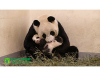 圓仔99日齡，歡慶九九重陽節。（圖／台北市立動物園）