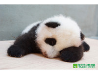 80多天大的圓仔。（圖／台北市立動物園）