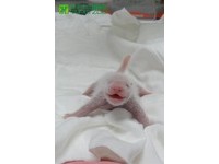 初生沒幾天的圓仔。（圖／台北市立動物園）