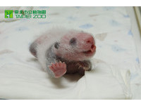 初生沒幾天的圓仔。（圖／台北市立動物園）