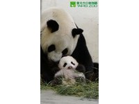 從183.4公克長到4272公克的「圓仔」，出生60多天還是只會原地轉圈圈。（圖／台北市立動物園）