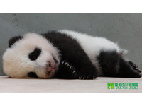 第91天大的圓仔。（圖／台北市立動物園）