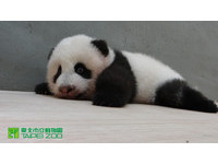 第91天大的圓仔。（圖／台北市立動物園）