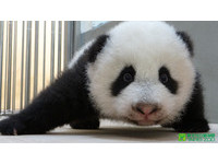 第92天大的圓仔體重5783克。（圖／台北市立動物園）