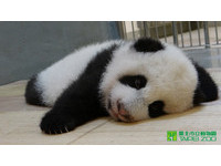 第92天大的圓仔體重5783克。（圖／台北市立動物園）