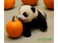 圓仔98天大，體重6072克。（圖／台北市立動物園）