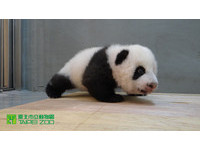 圓仔98天大，體重6072克。（圖／台北市立動物園）