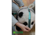 10月14日圓仔出生滿100天囉，體形像吹氣球般。（圖／台北市立動物園）