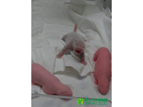 初生第五天的圓仔。（圖／台北市立動物園）