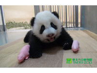 長大的圓仔一掌可拍掉玩偶。（圖／台北市立動物園）