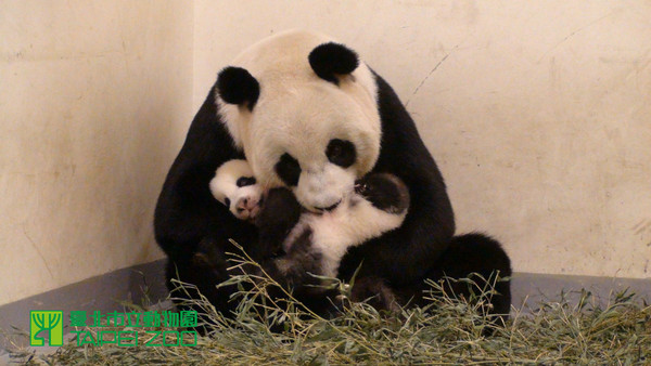 圓仔99日齡，歡慶九九重陽節。（圖／台北市立動物園）