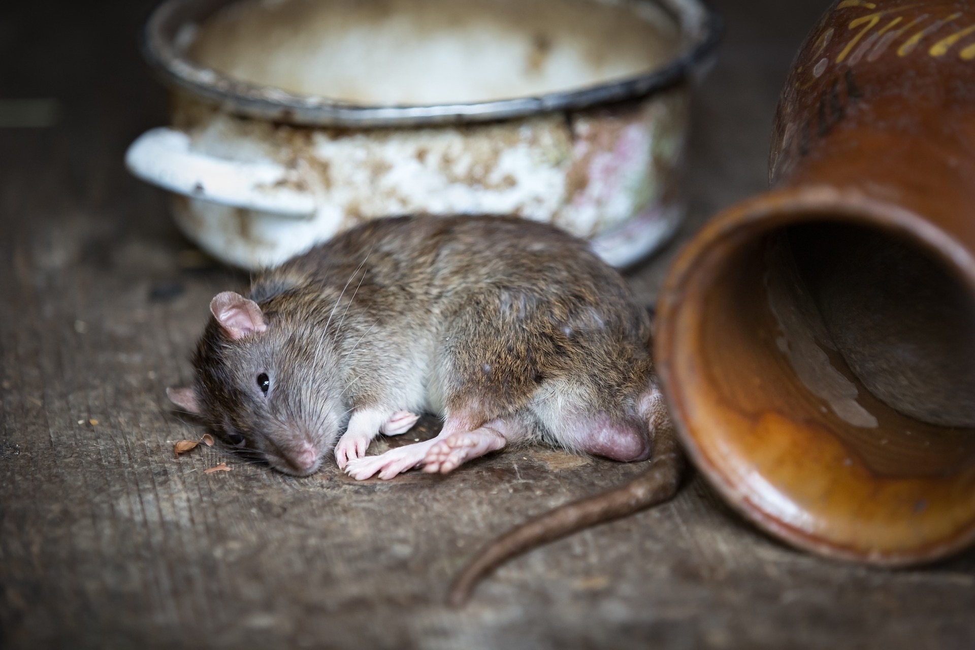 ▲英國老鼠肆虐，尤其是古老建築最嚴重。（圖／取自免費圖庫Pixabay）