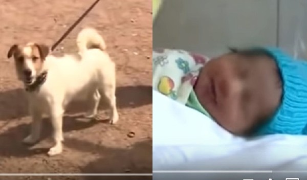 傑克羅素㹴發現女棄嬰「哭到失聲」險死　強拉主人進草叢救人。（圖／翻攝自YouTube／animallovers101）