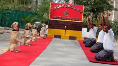 印度狗狗技能get！眾人響應國際瑜伽日　汪汪瑜珈墊上拉伸超吸睛